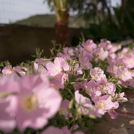 House Souzanna Toroni